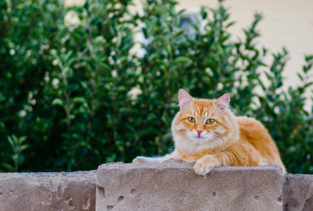 Red cat on a fenceの写真素材