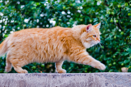 Red cat on a fence