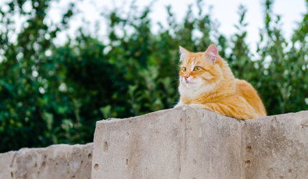 Red cat on a fenceの写真素材