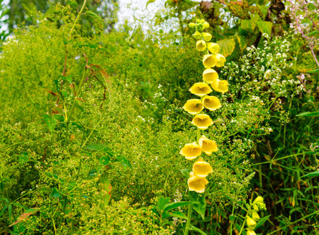 Meadow on a mountainside with forest in the background.の写真素材