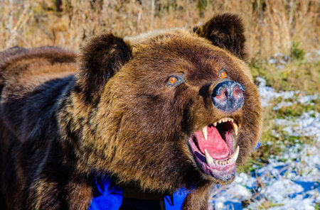 Bear skin with headの写真素材