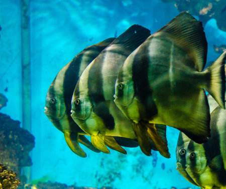 Fish that live in the Red Seaの写真素材