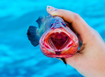 Tomato rockcod with an open mouthの写真素材