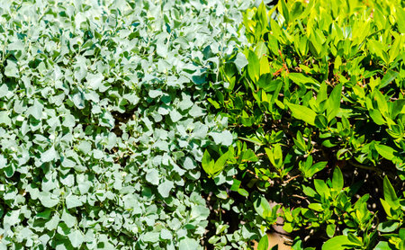 Green leaves wall backgroundの写真素材