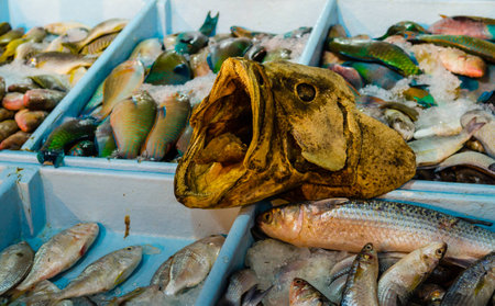 Fresh fish at the fish market in Hurghada. Egyptの写真素材