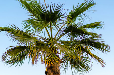Palm Tree with Blue Skyの写真素材
