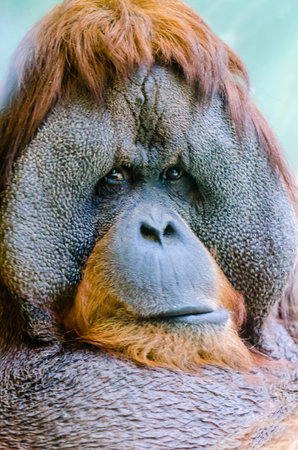 Orangutan at the zooの写真素材
