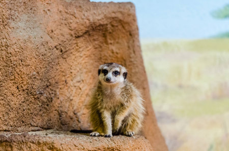 Meerkats at the zooの写真素材