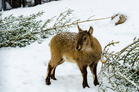 Markhor at the zooの写真素材