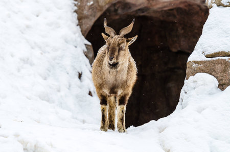 Markhor at the zooの写真素材