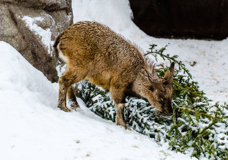 Markhor at the zooの写真素材