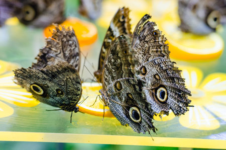 Owl butterfly in a zooの写真素材
