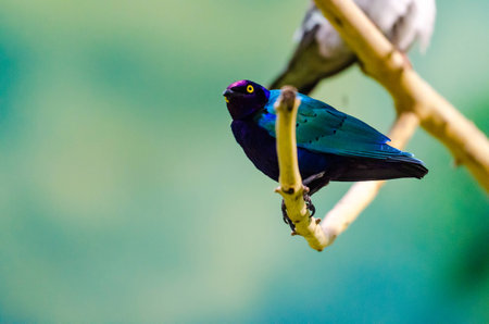 Blue bird (Blue Irena) in the Moscow zooの写真素材