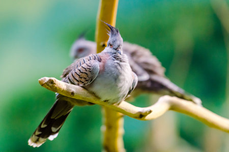 Crested pigeon in the Moscow zooの写真素材