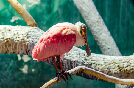 Pink or scarlet spoonbill in the Moscow zooの写真素材