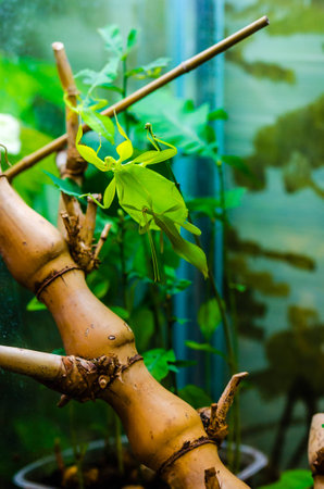 Leaf insect in the Moscow  zoo