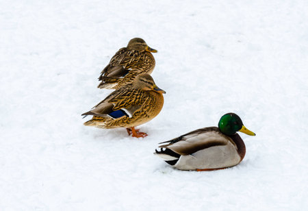 Утки зимой в Московском зоопаркеの写真素材