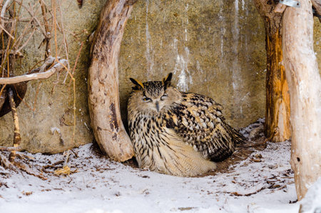 Великий филин в Московском зоопаркеの写真素材