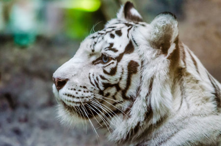 Bengal white tiger in the Moscow zooの写真素材