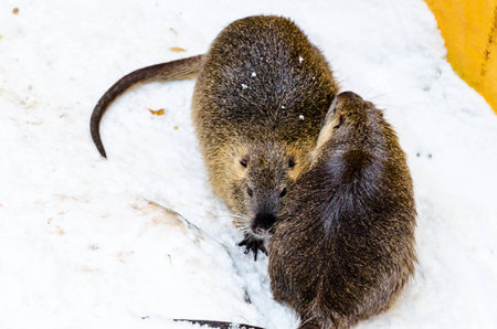 Two nutria in the Moscow zooの写真素材