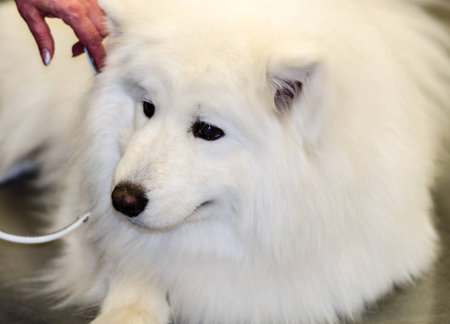 Ðt the Dog Show. Japanese Spitz.の写真素材