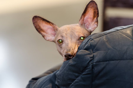 Italian Greyhound in the hands of the ownerの写真素材