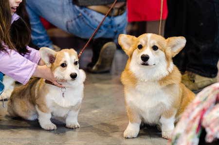 A Pembroke Welsh corgi. Ðt the Dog Show
