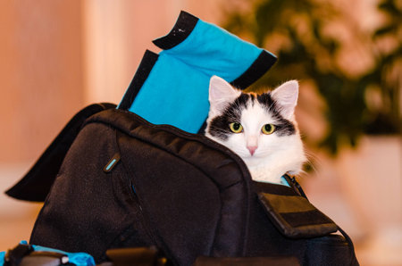 The cat is sitting in a bagの写真素材