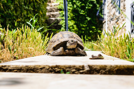 Turtle on the track in the parkの写真素材