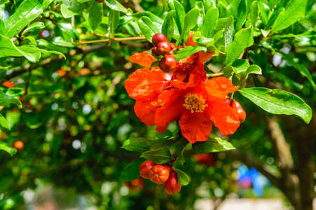 Red flowers of pomegranate tree