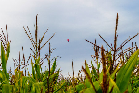 The balloon flies above a field of corn