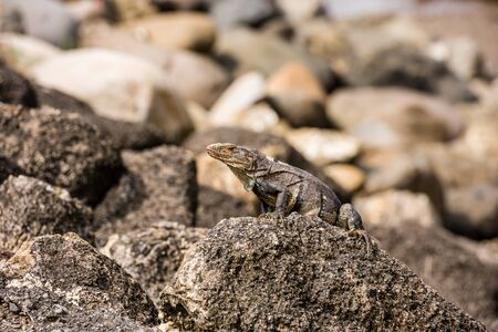 Iguana sitting on a stone on the Pacific coast. Costa Rica.の写真素材