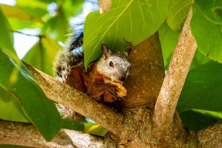A tropical squirrel sits on an almond tree. Costa Ricaの写真素材