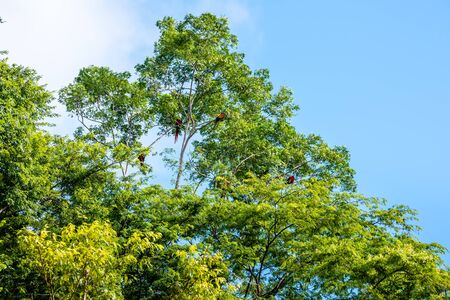 Flock of macaw parrots are sitting on a tree in a rainforest. Costa Ricaの写真素材