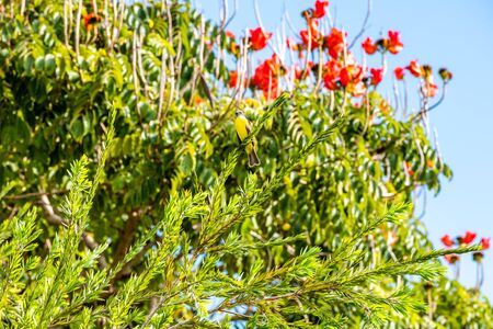 Great Kiskadee perched on a branch in Costa Rica.の写真素材