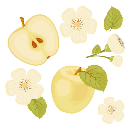 Apple. A set of elements.A slice of Apple. Flower. Isolated white background. Vector Illustration.のイラスト素材