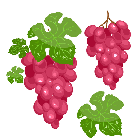 Bright vector set of colorful cartoon grapes pink . Fresh cartoon berries isolated on white background.のイラスト素材