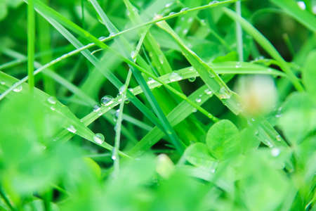 Dew drops on the green grass grass after rain, water drops left on the grass after rain, morning dew...
