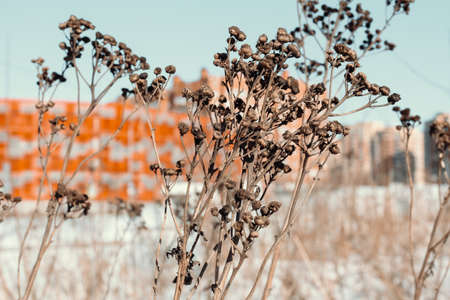 Withered plant in winter against the sky and buildingsの写真素材