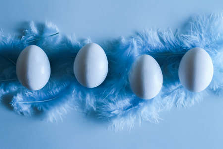 Four white eggs lying on blue feathers, top viewの写真素材