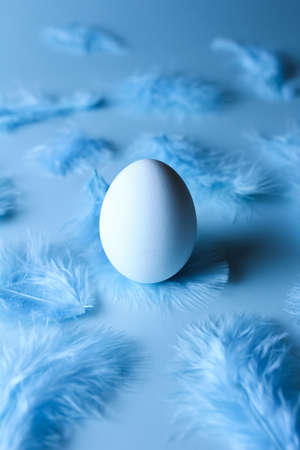 Egg on a blue background surrounded by scattered feathers, front viewの写真素材