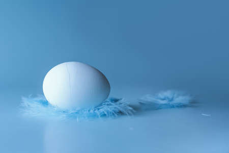 Egg lying on feathers on a blue background, side viewの写真素材