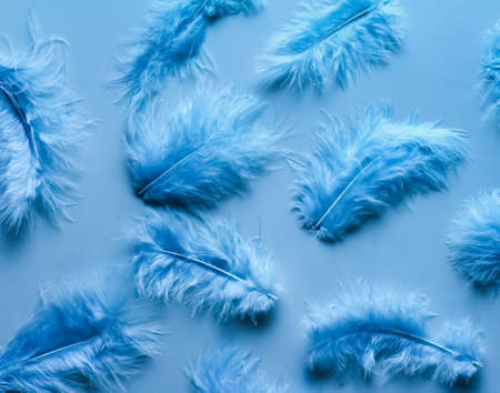 Blue feathers randomly on a blue background close up, flat lay, blue minimalismの写真素材