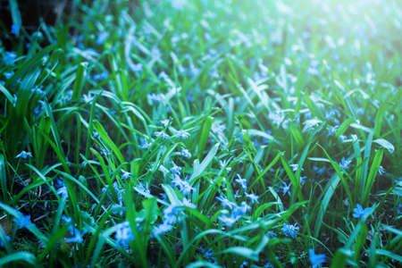 Grass with blue blooming snowdrops illuminated by the morning sun, spring grass and flowersの写真素材