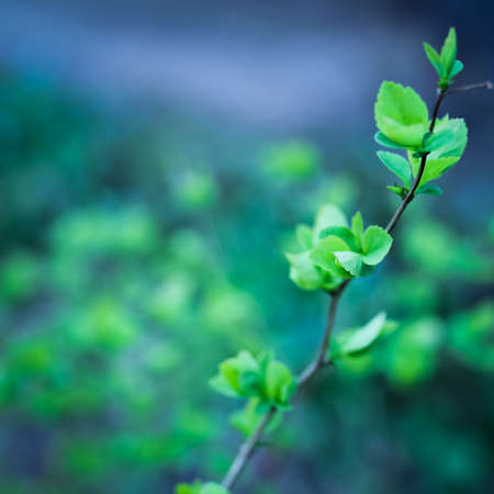 Fresh green spring leaves on a blurry background with bokeh, selective focus