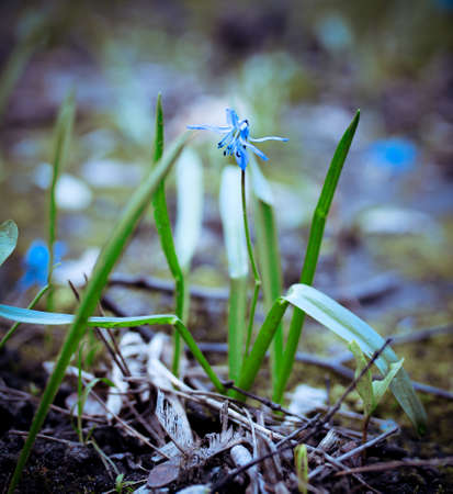 Blue Scilla flowers on a blurry background, selective focusの写真素材