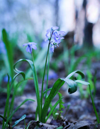 blurred background with grass and blue flowers, selective focus