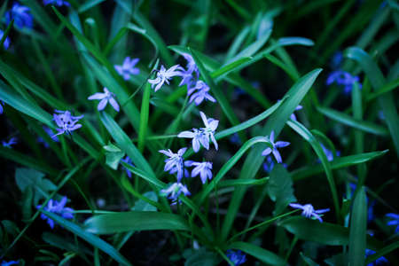 Grass texture with blue flowers, selective focus, blurred background with spring grass