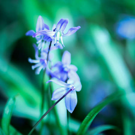 Blue Scilla flowers on a blurry background, selective focus