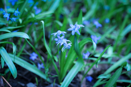 blurred background with grass and blue flowers, selective focus